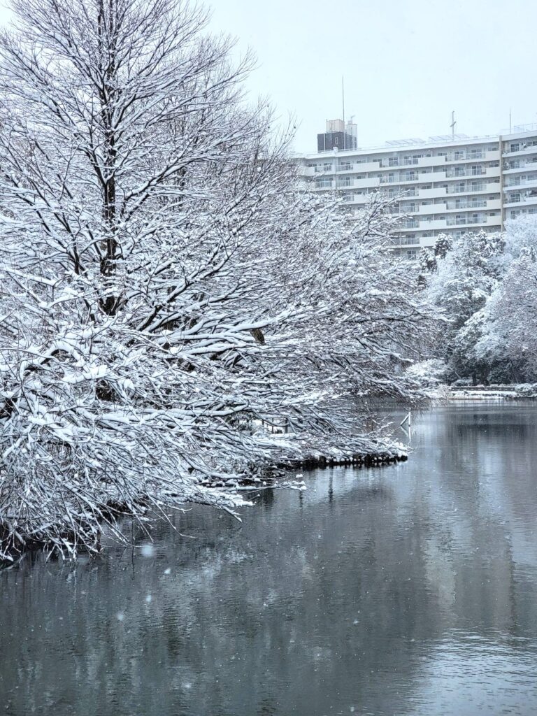 井の頭マンション側の井の頭池の雪景色